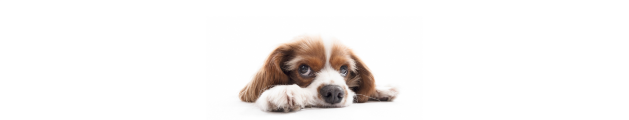 Köpek Bakımı