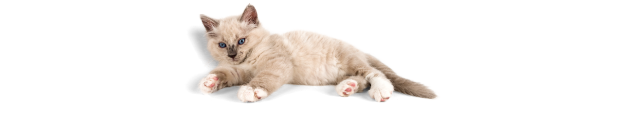 Kedi Bakımı