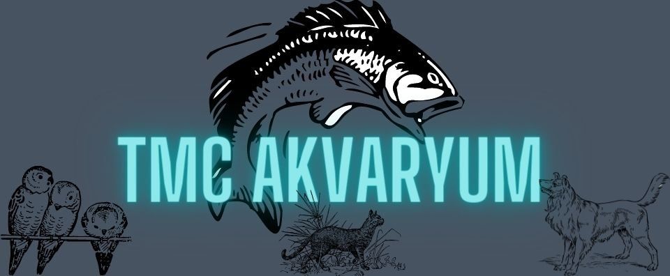 Tropheus türü balık bakımı 