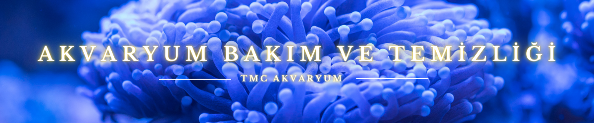 Akvaryum Bakımı ve Temizliği