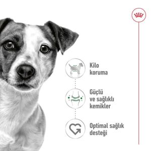 Royal Canin Mini Adult Küçük Irk Köpek Maması 2 Kg