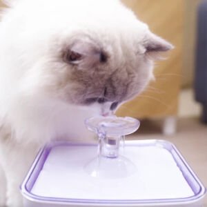Aclıum Kedi Su Sebili