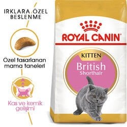 Royal Canin Kitten British Shorthair Yavru Irk Kedi Maması 2 Kg